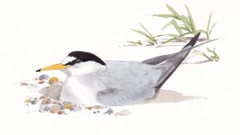 little tern.jpg