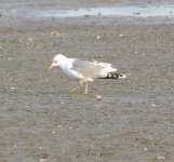 Common Gull.jpg