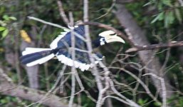 20 IMG_8320 Email Singapore Oriental Pied Hornbill day 7.jpg