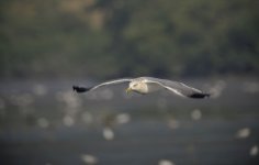 heuglin's gull flight V1_DSC6736_01.jpg