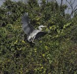 grey heron land V1_DSC6907_01.jpg