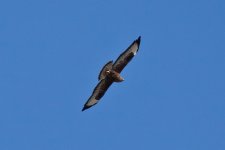 IMG_8273 buzzard spp W.jpg