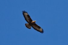 IMG_8276 buzzard spp W.jpg