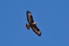 IMG_8278 buzzard spp.jpg