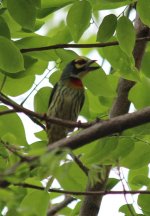 22 IMG_0442 Coppersmith Barbet Lumphini Park Bangkok day 10.JPG