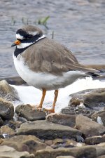 Ringed Plover_9539.jpg