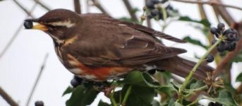 Redwing on patio holding Ivy berry. for the web.jpg
