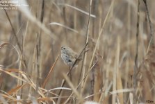 grassbird,-marsh001.jpg