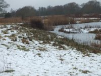 4 forum sand martin bank.jpg