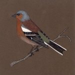 chaffinch.jpg