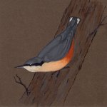 nuthatch.jpg