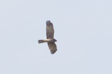 female pied harrier.jpg