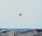 Smew redhead, Waxham - 07.02.2012.jpg