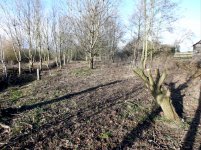 A1. NE wood looking north from opp lifestyles 10jan 12 (3).jpg