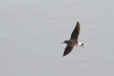 Green Sandpiper and othr's Irwel   7th February 2012 008.jpg