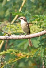 22 IMG_3195 email Hue Hin sth Bangkok brown shrike day 16.jpg