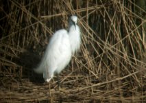 egret1.JPG