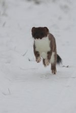 stoat2.jpg