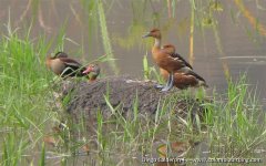 Fulvous & Black-bellied Whistling-Ducks - Cauca Valley.JPG