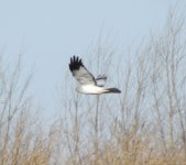 Hen Harrier.jpg