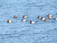 Common Pochard.jpg