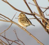 Rustic Bunting.jpg