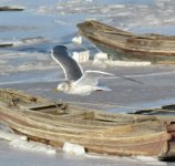 Mongolian Gull.jpg