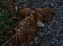 Dead Tawney 260212.jpg