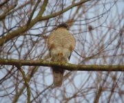 Sparrowhawk Ed Res 260212.jpg