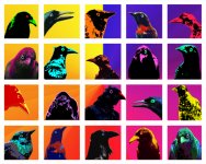 Box of Birds.jpg