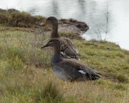 Gadwall Pair.jpg