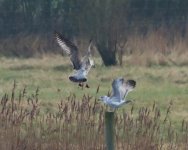 Juv Gulls_filtered.jpg