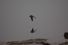 redshank flying resize.jpg