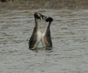 dcj-great-crested-grebes-342.jpg