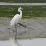 great egret breed D800 1500mm iso6400_DSC5127_01 copy.jpg