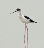 bw stilt D800_DSC5293_01.jpg