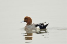 eurasian wigeon male D800_DSC5499_01.jpg