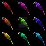 psychedelic_birds_by_notyournormalguy-d30a9tn.jpg