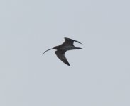 Eurasian Curlew.jpg