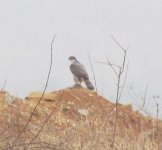 Northern Goshawk.jpg