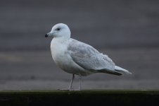 2012_02_25_Iceland_Gull2 (800x533).jpg