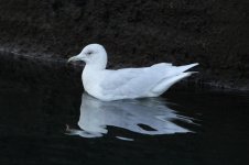 2012_02_25_Iceland_Gull3 (800x533).jpg