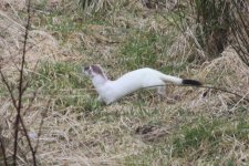 2012_02_25_Stoat_Ermine3 (640x427).jpg