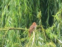 Grey-bellied Cuckoo 31Jul11 2.jpg