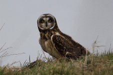 2012_02_25_Short_eared_Owl1 (800x533).jpg