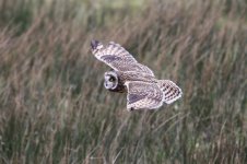 2012_02_25_Short_eared_Owl2 (800x533).jpg