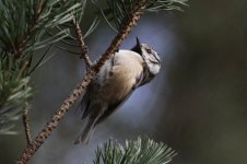 2012_02_26_Crested_Tit1 (800x533).jpg