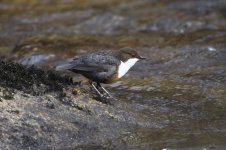 2012_02_26_Dipper4 (800x533).jpg