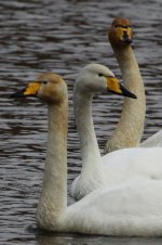 2012_02_26_Whooper_Swan1v2 (533x800).jpg