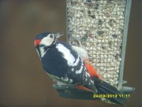 Male G S Pecker (Medium).JPG